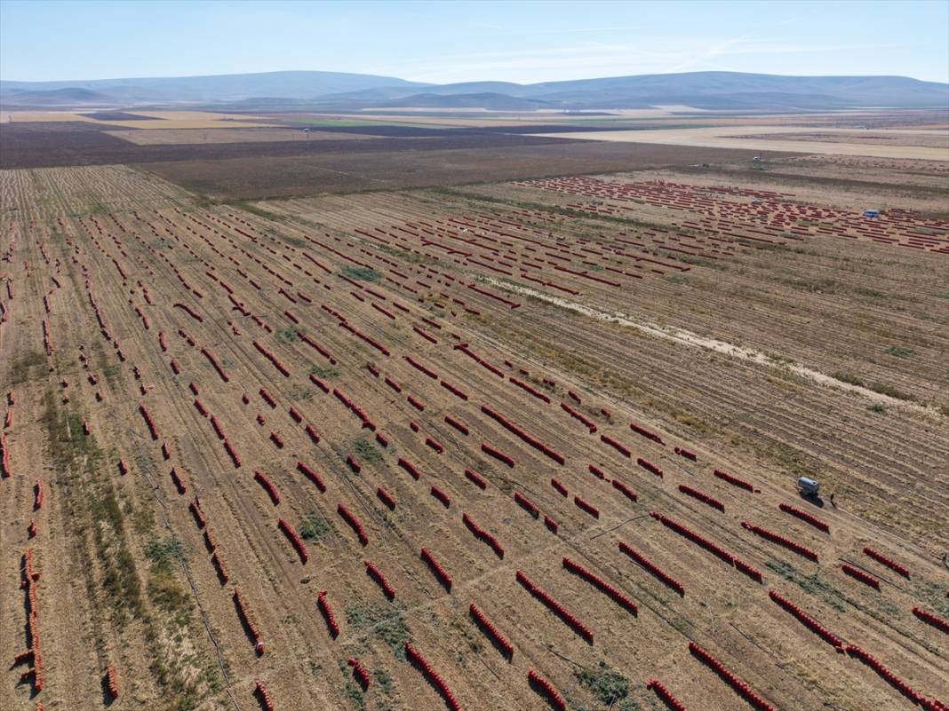Konya'da tarlalarda yoğun mesai 15