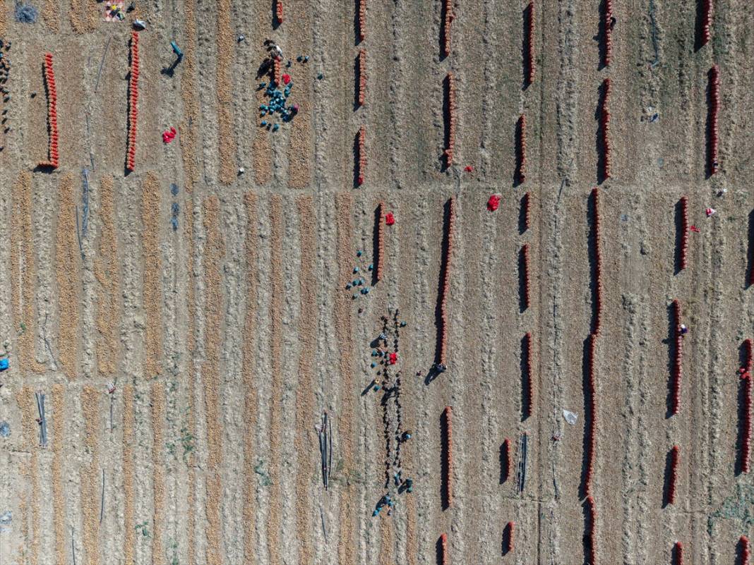 Konya'da tarlalarda yoğun mesai 16