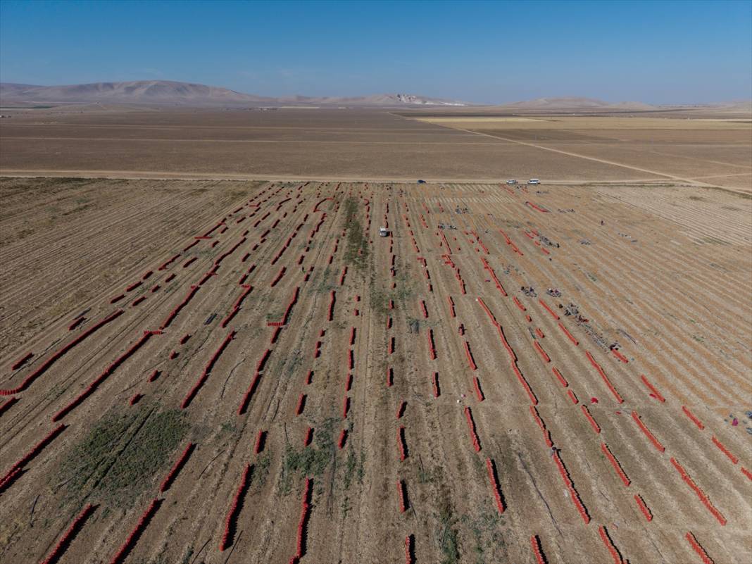 Konya'da tarlalarda yoğun mesai 17