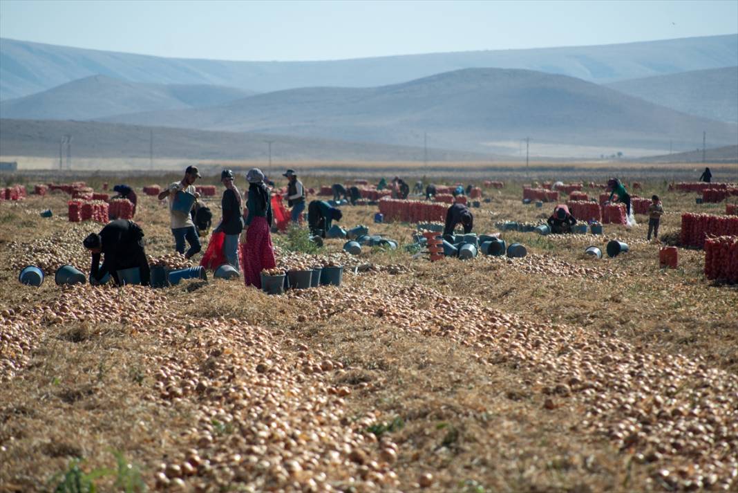 Konya'da tarlalarda yoğun mesai 18