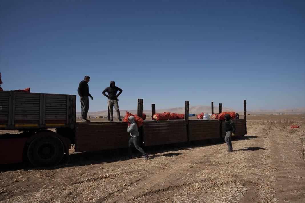 Konya'da tarlalarda yoğun mesai 2
