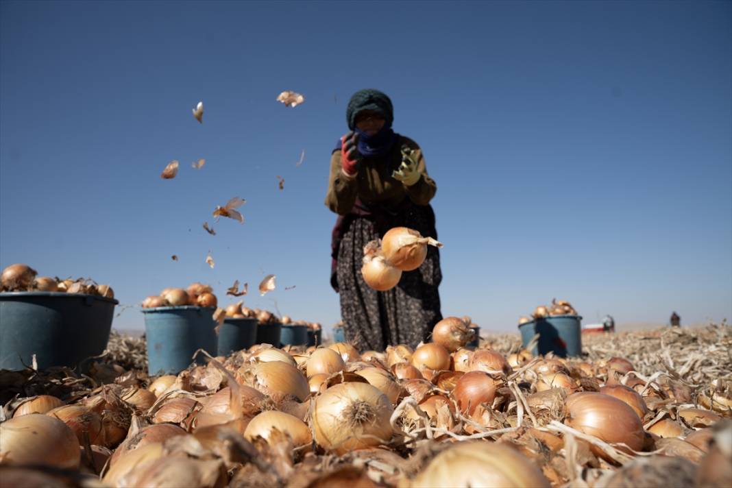 Konya'da tarlalarda yoğun mesai 3