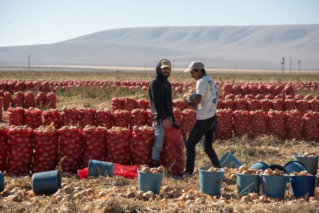 Konya'da tarlalarda yoğun mesai 4