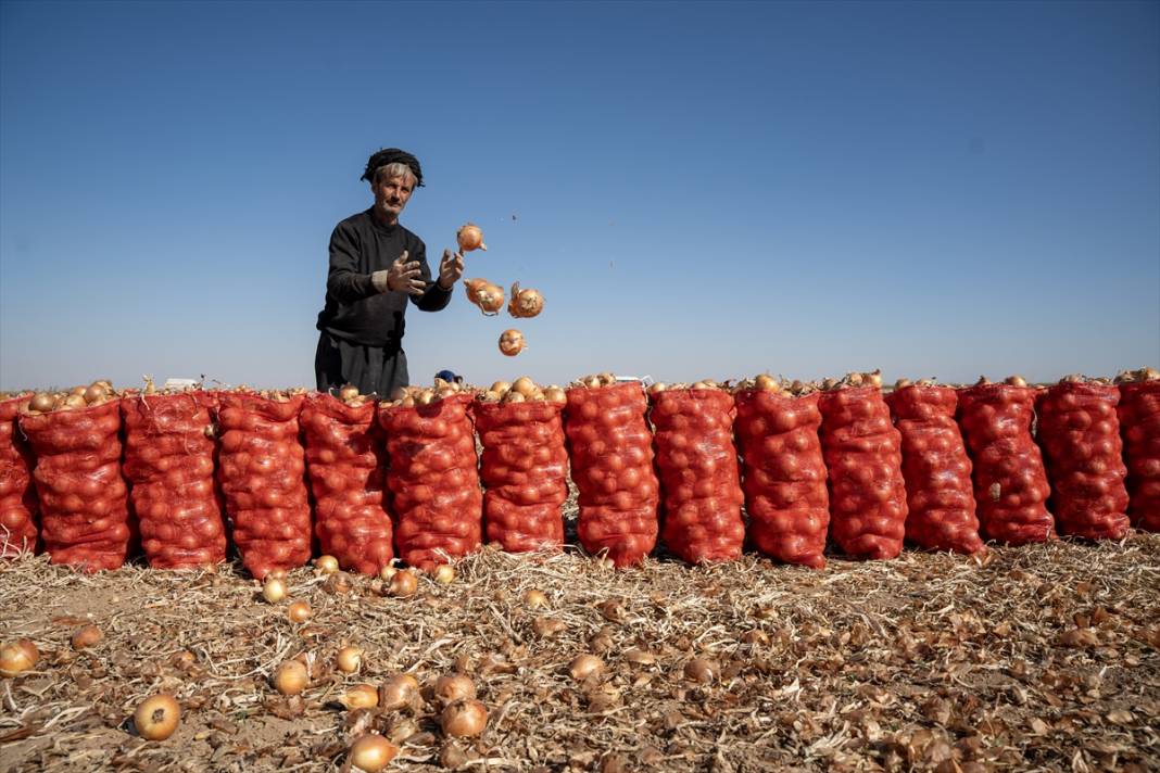 Konya'da tarlalarda yoğun mesai 5