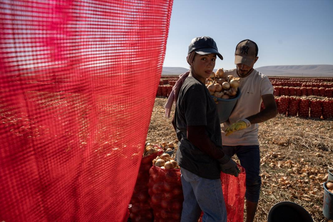 Konya'da tarlalarda yoğun mesai 6
