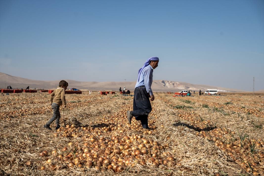 Konya'da tarlalarda yoğun mesai 8