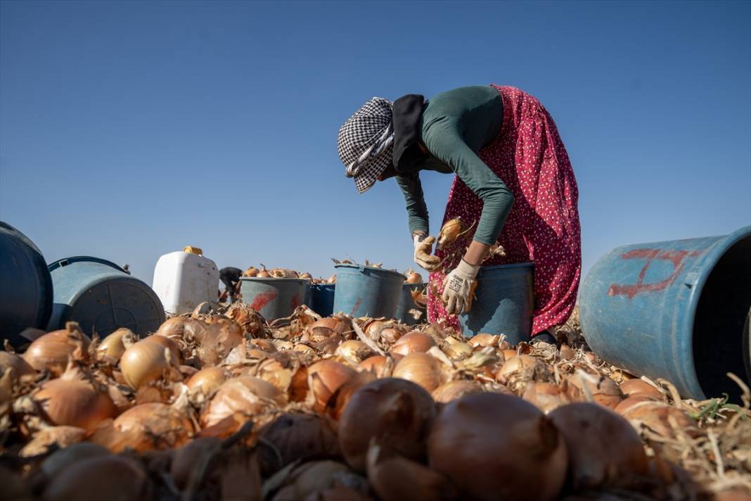 Konya'da tarlalarda yoğun mesai 9