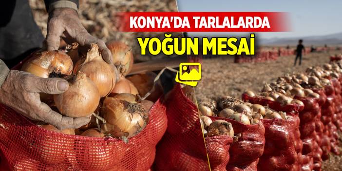 Konya'da tarlalarda yoğun mesai