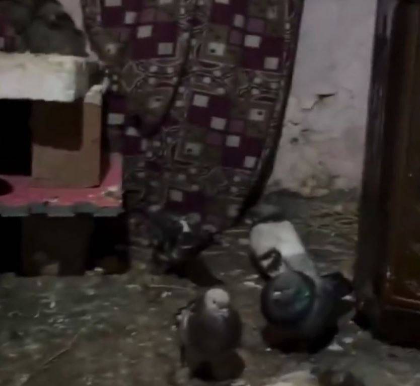 Kümesten kurtarılan 3 kardeşin son durumu 2