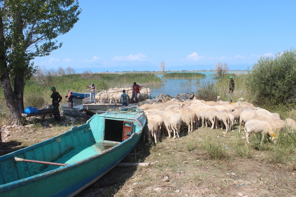 Koyun sürüleri salla adaya taşınıyor 5