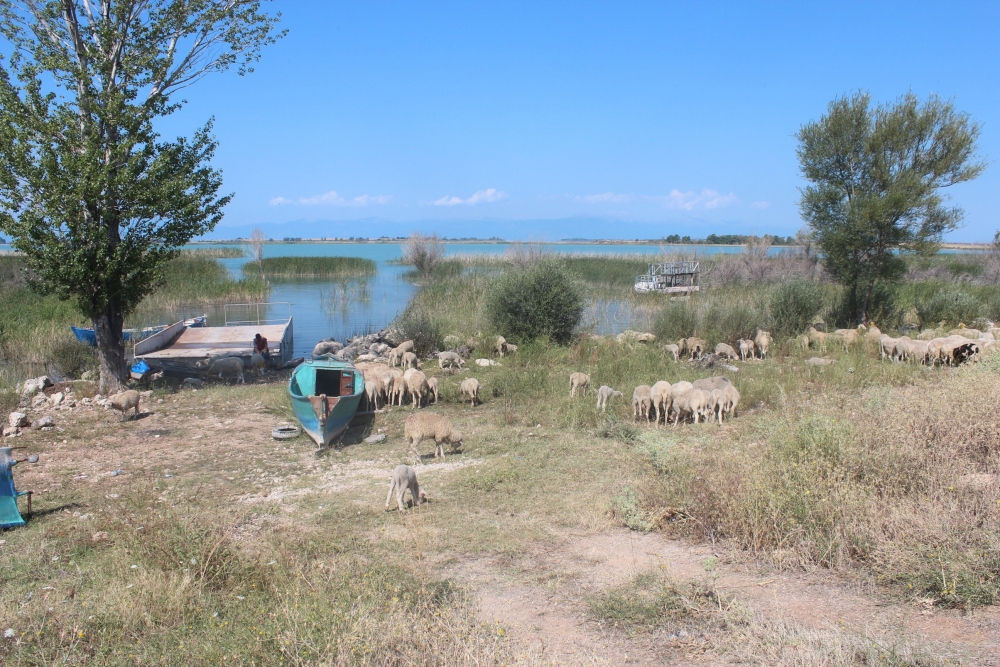 Koyun sürüleri salla adaya taşınıyor 6