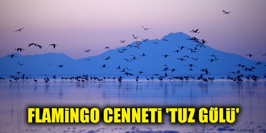 Flamingo cenneti 'Tuz Gölü' 1