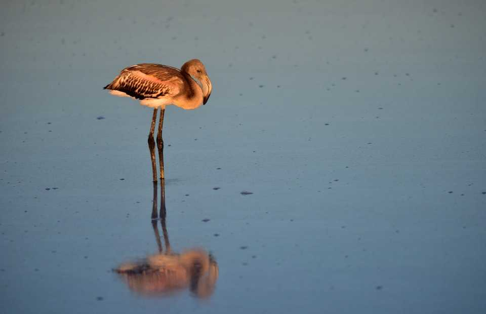 Flamingo cenneti 'Tuz Gölü' 11