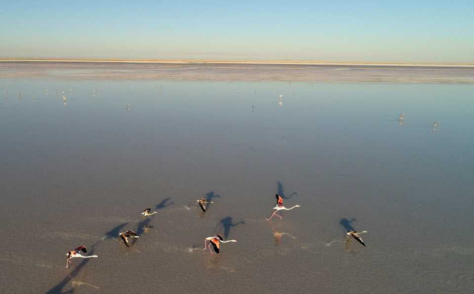 Flamingo cenneti 'Tuz Gölü' 20