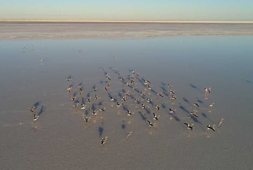 Flamingo cenneti 'Tuz Gölü' 24