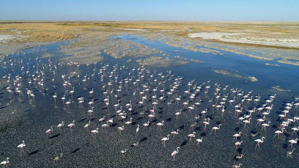 Flamingo cenneti 'Tuz Gölü' 27