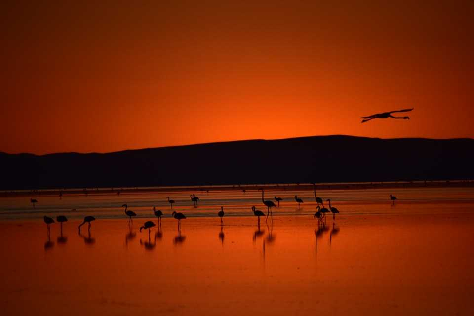 Flamingo cenneti 'Tuz Gölü' 3