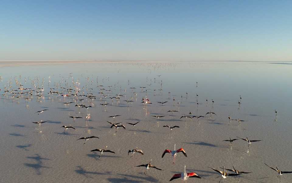 Flamingo cenneti 'Tuz Gölü' 5