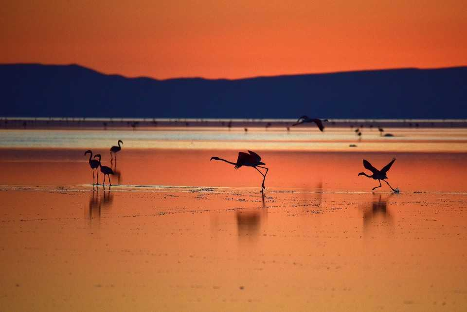 Flamingo cenneti 'Tuz Gölü' 7