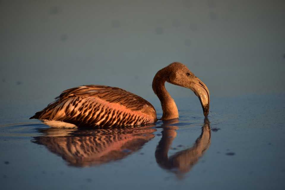 Flamingo cenneti 'Tuz Gölü' 9