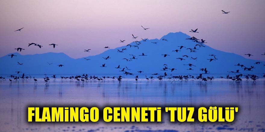 Flamingo cenneti 'Tuz Gölü'