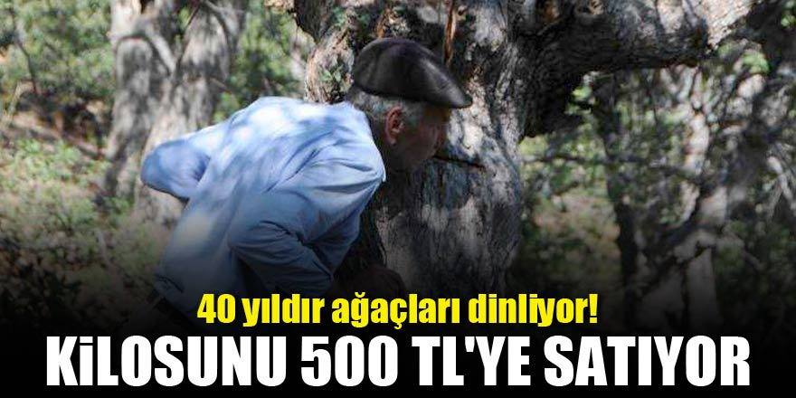 40 yıldır ağaçları dinliyor! Kilosunu 500 TL'ye satıyor 1