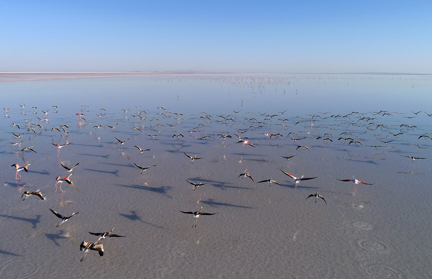 Bozkırın ortasındaki "kuş cenneti" Tuz Gölü 1