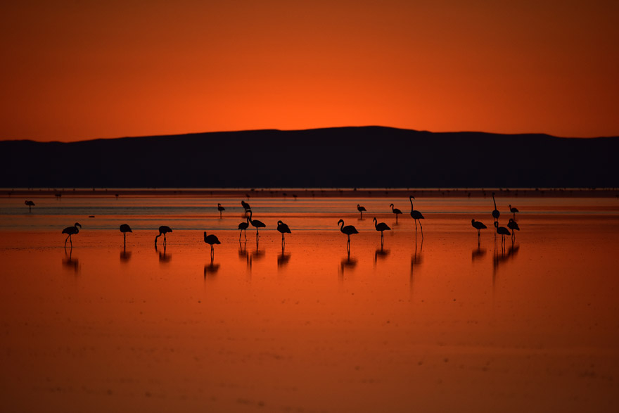 Bozkırın ortasındaki "kuş cenneti" Tuz Gölü 10