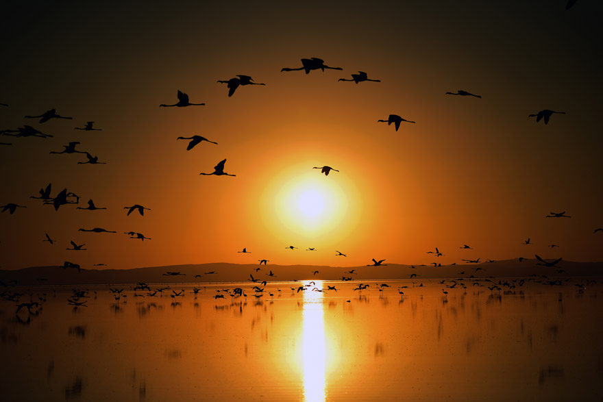 Bozkırın ortasındaki "kuş cenneti" Tuz Gölü 11
