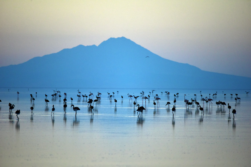 Bozkırın ortasındaki "kuş cenneti" Tuz Gölü 9