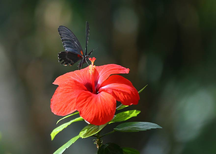 Konya Tropikal Kelebek Bahçesi'nden renkli görüntüler 12