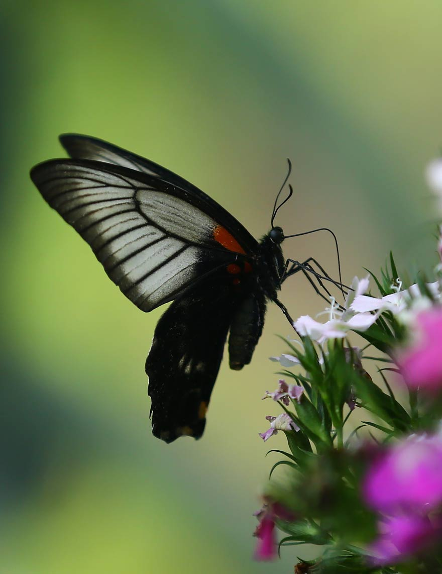 Konya Tropikal Kelebek Bahçesi'nden renkli görüntüler 13