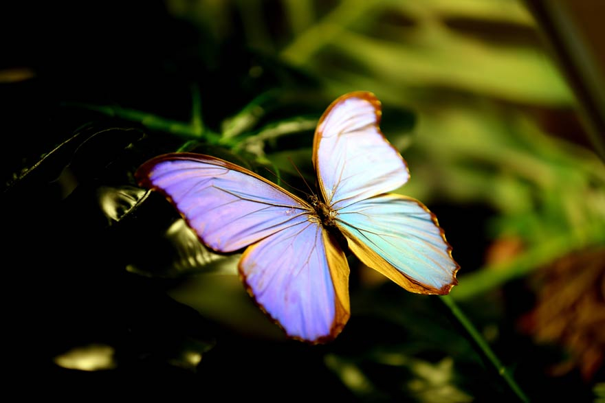 Konya Tropikal Kelebek Bahçesi'nden renkli görüntüler 6