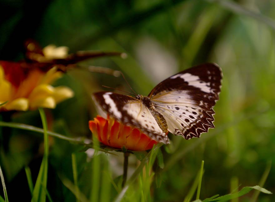 Konya Tropikal Kelebek Bahçesi'nden renkli görüntüler 7