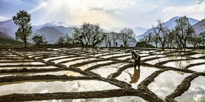 Çeltikte daha az suyla daha fazla alanda üretim yapılabilecek