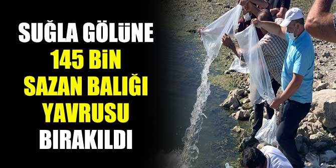 Suğla Gölüne 145 bin sazan balığı yavrusu bırakıldı