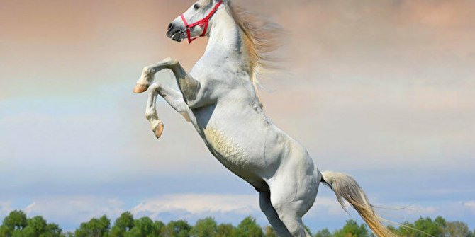 Safkan Elit Arap Koşu Tayı satış ihalesi