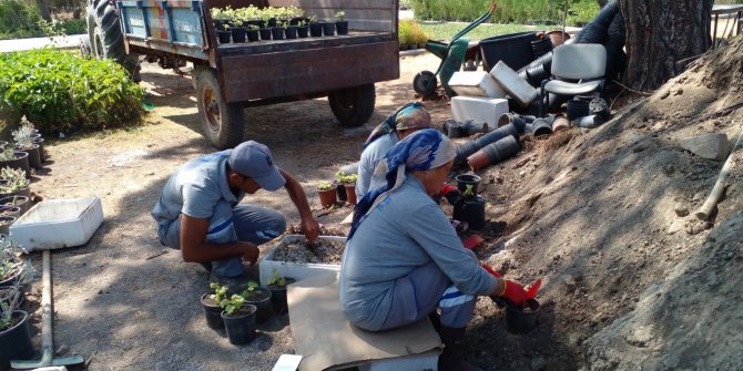 Bodrum’u güzelleştirmek için kendileri yetiştiriyor