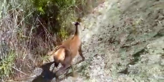 Kuyuya düşen geyiği itfaiye kurtardı