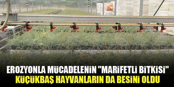 Erozyonla mücadelenin "marifetli bitkisi" küçükbaş hayvanların da besini oldu