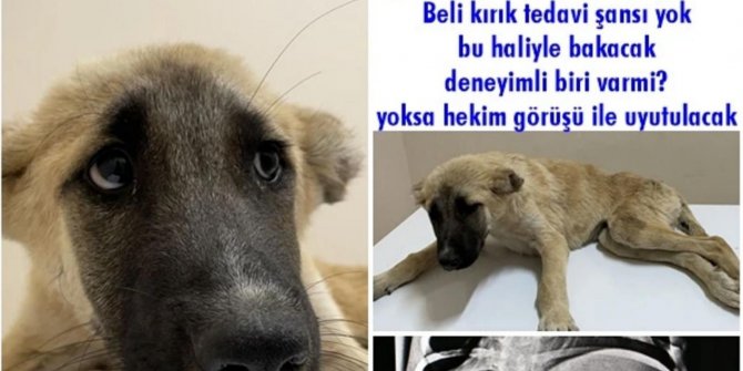 Aracın çarptığı yavru köpeğe hayvan koruma dernekleri sahip çıktı