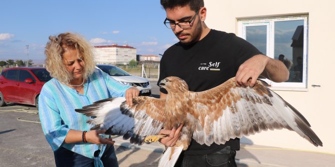 Kulaklı orman baykuşları ve kızıl şahin doğaya bırakıldı