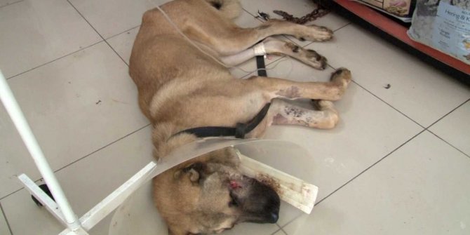 Köpeğe silahlı saldırı