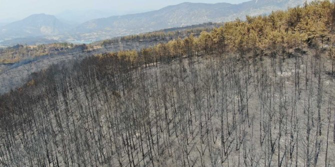 Manavgat’ta yanan alanlara keçiboynuzu ekilsin önerisi