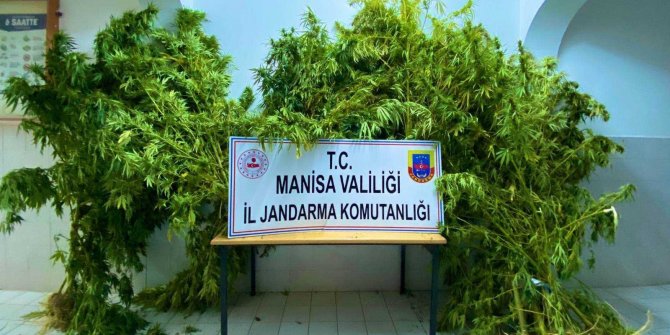 5 evin bahçesinde 43 kök kenevir ele geçirildi