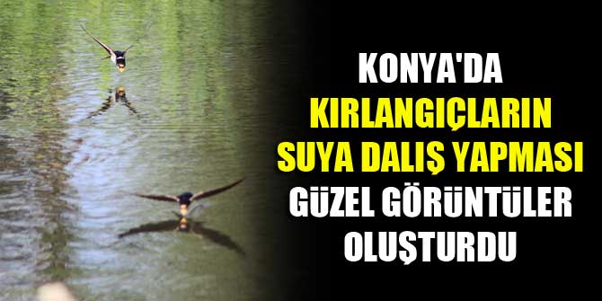 Konya'da kırlangıçların suya dalış yapması güzel görüntüler oluşturdu