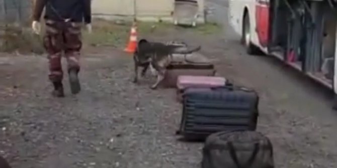 Yolcu otobüsünde, bavuldaki uyuşturucuları 'Daxo' buldu