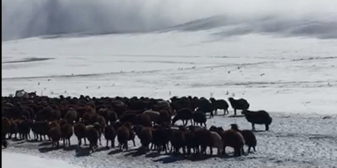 Kar nedeniyle yaylada mahsur kalan çoban ve sürüler kurtarıldı