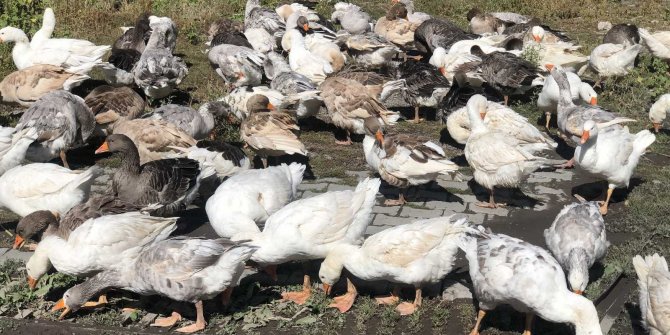 Kazlar sofralara pahalı gelecek