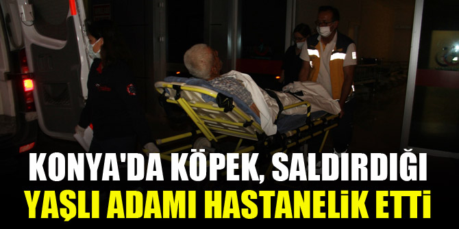 Konya'da köpek, saldırdığı yaşlı adamı hastanelik etti